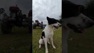 Rural Life🤗🤗 🍀🍀 hachi story shortsrurallife puppies dog dogs doglover [upl. by Kloster951]