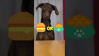 Dog Food VS Burger [upl. by Libre]