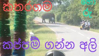 elephant who steal from vehicles කතරගම පාරේ අලි කලබල 😅😅  කප්පම් අලි [upl. by Maxfield]