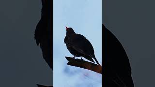 Blackbirds evening love song birds birdsoftiktok birdswatcher birdsphotography nature birdssin [upl. by Nilats392]