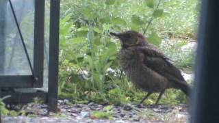 Amsel Jungvogel auf Futtersuche [upl. by Crane891]