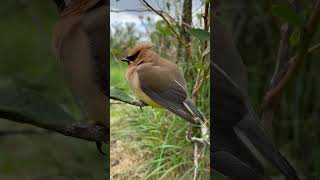 Cedar Waxwing Drunk on Blueberries [upl. by Riedel818]