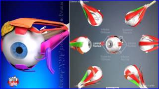 Extraocular Muscles Movements Extrinsic Eye Muscles  3D Human Anatomy  Organs [upl. by Hammond82]