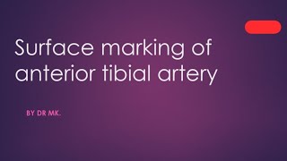 Surface marking of Anterior tibial artery Anterior tibial artery surface anatomy [upl. by Ivanna292]