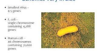 BI280 Chapter 9 Microbial Genetics  Part 1 of 5 [upl. by Llirpa]