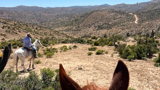 Rodeo de burros  La Cortadera Canela 2024 [upl. by Airemahs]