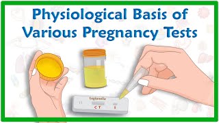 Physiological basis of various pregnancy tests [upl. by Erreid449]