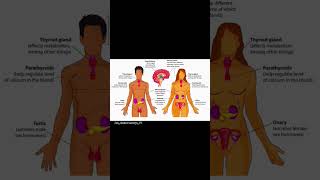 Endocrine glands of the body and their secretion biology science education shorts shortvideo [upl. by Trefler]