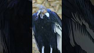 Sandra and Cowboy the Andean condors tashkentzoo condors [upl. by Assirat]