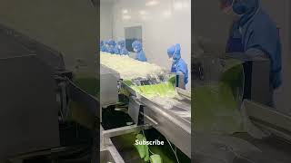 Aloe vera harvesting tips collecting green plants for gel extraction [upl. by Leban724]