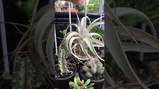 Tillandsia Xerographica airplants tillandsia [upl. by Binny]