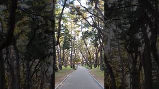 Enjoy Amazing Nature Tree in Forest shorts nature forest shorts2024 videoshorts trending [upl. by Ittap]