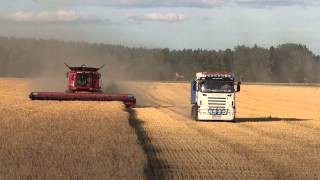 CASE IH på SJÖÖ med flygande tömning direkt på lastbilen [upl. by Seiber961]