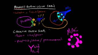 Immunology  MannoseBinding Lectin amp CReactive Protein [upl. by Gerda]