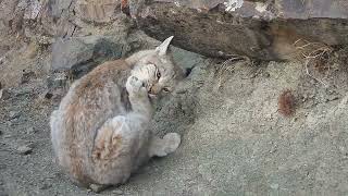 Lynx nibbling its paw 偷看猞猁啃jio [upl. by Rofotsirk821]