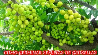 Aprende como germinar las semillas de grosellas estrelladas y tener tus propias plantas 🌱🌱 [upl. by Berte529]