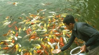 Ornamental Fish  Aquarium Fish Farming Business Plan in Tank and Pond [upl. by Ahsaek302]