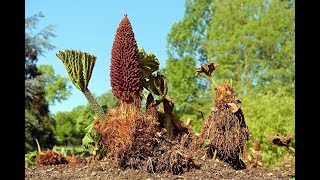 Gunnera Manicata  Increase 2018 [upl. by Zulaledairam]