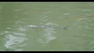 Hecht und Döbel im Bodensee pike Squalius cephalus Esox lucius in Lake Constance fish [upl. by Nohsyar]