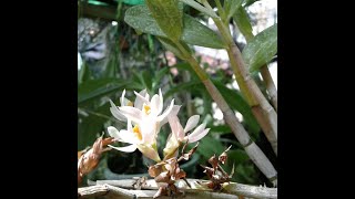 Dendrobium bracteosum  Pink Bloom turned White  Species orchid of Maluku Moluccas Indonesia [upl. by Justin]