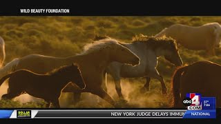 Nonprofit offering 2500 reward after wild stallion shot dead in Utah [upl. by Barby]