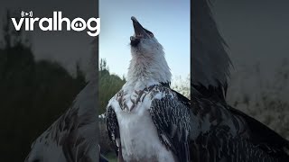 Bearded Vulture Swallows a Big Bone  ViralHog [upl. by Nivlag]