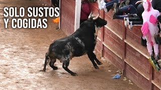 Toros Bravos Solo Sustos y Cogidas [upl. by Moffit]