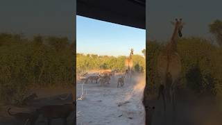 8 Lions Vs 1 Giraffe tourism wildlife africansafari africantourism animals safarilife [upl. by Malony828]