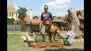 TOSA INU amp MEGBÍZHATÓ TENYÉSZTŐK Heck Gyula Ordasi Dunaőrző Tosa Inu Kennel [upl. by Cerracchio]