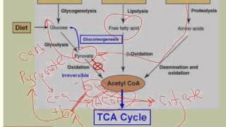 Acetyl CoA Connects Pathways of Catabolism [upl. by Obaza]