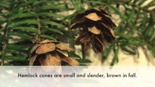 How to Identify the Western Hemlock [upl. by Gney]