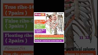 Ribcage anatomy 24 bonesshort videos [upl. by Diaz]