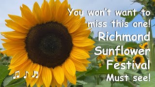 Richmond Sunflower Festival Stunning Fields amp Live Music [upl. by Aleetha]