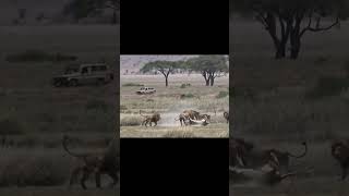 The best lion fighting ever filmed PART 3 [upl. by Aneehsirk]