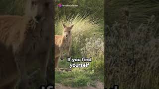 Kangaroo Attack Survival Guide survival [upl. by Petrick]