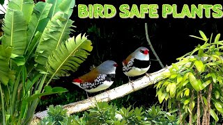 BirdSafe Plants For The Aviary [upl. by Brianne156]