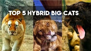 TOP 5 HYBRID BIG CATS [upl. by Sachiko]