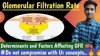 Glomerular Filtration Rate Factors Affecting GFR  Renal Physiology Hindi  Ashish Agrawal [upl. by Kendrah]