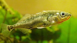 Facts The Stickleback [upl. by Aneri750]