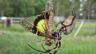 Golden Orb Weaving Spider Nephila edulis [upl. by Einaj741]