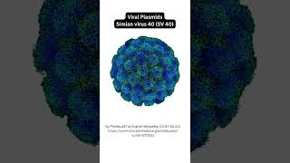 Vectors for Cloning CloningVectors Plasmids ViralVectors Cosmids Phagemids BAC YAC [upl. by Eelrak]