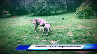 Weimaraner Welpe und Weimaraner Adult beim kommunizieren [upl. by Tiernan]