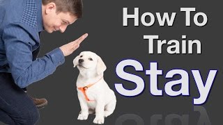 How to Teach your Dog to Stay in 3 Steps Force Free [upl. by Terbecki]