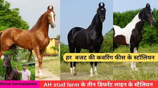 Stallions of AH Stud farm  Basni  Udaipur Stallion  RAJA  YODHA MUBARAK 8605666555 [upl. by Eiramlatsyrk]