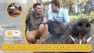 CAZA DEL JABALÍ 🐗 EN ESPAÑA 🇪🇸 EN SUS DISTINTAS MODALIDADES [upl. by Tnarg]