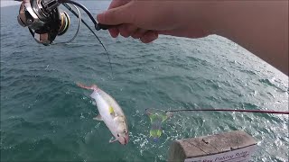 Squid and Salmon MADNESS Blairgowrie amp Rye Pier [upl. by Santa431]