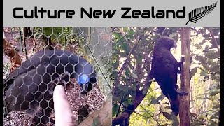 Native New Zealand Bush Birds The Kōkako and Kaka Parrot [upl. by Ewold]