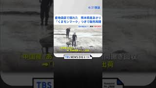 産地偽装で揺れた「熊本県産あさり」 1年2か月ぶりに関東で販売再開 くまモンがPR｜TBS NEWS DIG shorts [upl. by Henriques]