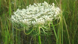 LA CAROTA SELVATICA  Daucus carota Apiaceae  wild carrot  birds nest  Queen Annes lace [upl. by Neoma]