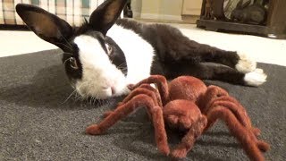 Waking a sleeping rabbit with a giant spider [upl. by Mead]